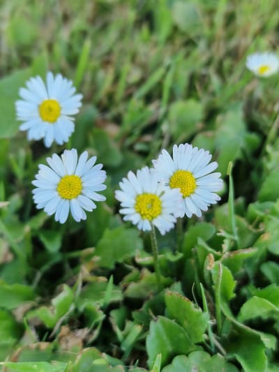 The image shows a close-up, slightly blurred view of several white daisies with yellow centers, growing in green grass. One daisy in the foreground is in sharp focus, displaying its delicate white petals and vibrant yellow disc florets. Other daisies are visible in the background, some in focus and others out of focus. The grassy environment is lush and green, with some areas of dry grass interspersed. The overall scene is natural and serene, with the daisies appearing to be in a park or garden setting. The image is taken at ground level, emphasizing the small scale of the flowers against the backdrop of the grass. There is no indication of any specific location in Lipí, Czechia, beyond what can be inferred from a general outdoor setting.