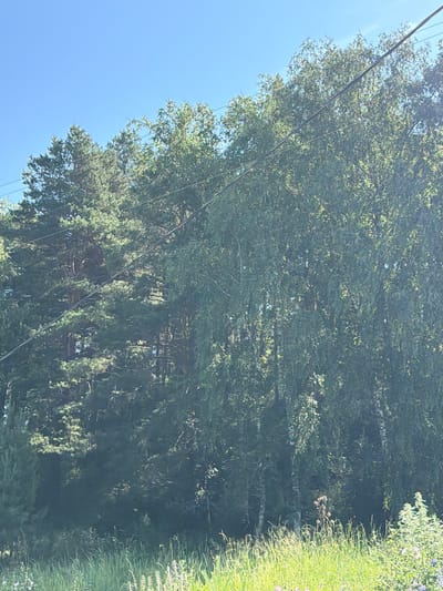 The image depicts a serene natural scene, possibly on the outskirts of Uznezya, Russia. In the foreground, tall green grass and some wildflowers are visible under a bright blue sky. Behind the grass, a dense forest dominates the frame. The forest consists of a mix of coniferous trees, characterized by their dark green, needle-like foliage, and deciduous trees, likely birches, with their distinctive white bark. Several power lines run horizontally across the upper portion of the image, passing through the treetops. The sunlight filters through the leaves, creating dappled patterns of light and shadow. There are no people or animals visible in the scene. The overall impression is one of a tranquil, sun-drenched day in a rural or forested area.