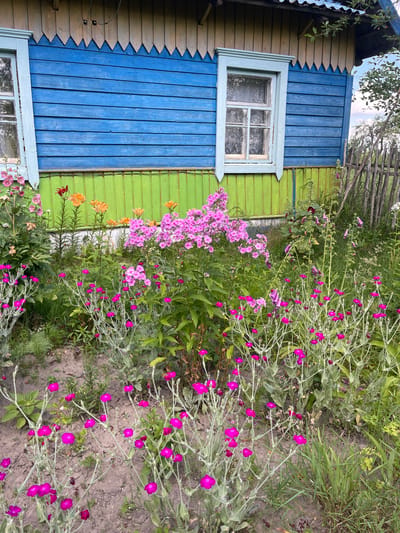 In the village of Kalodzyezhski, Belarus, a rustic wooden house with bright blue siding and green lower panels stands before a vibrant flower garden. The house features two windows with white trim and aged wooden shutters. A decorative, scalloped wooden trim runs along the top of the blue siding. The garden is abundant with pink and orange flowers, including phlox and lilies, growing in front of the house and a weathered wooden fence. The ground is composed of soil and scattered green foliage. The scene is bathed in natural light, suggesting an outdoor setting on a clear day.