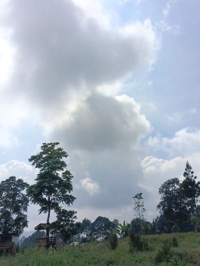 The scene depicts a natural landscape in Man Gyat, Myanmar, under a sky dominated by large, dense grey and white cumulus clouds, with some areas of clear blue visible. The foreground consists of an unkempt grassy field with scattered low vegetation. In the midground, two wooden elevated structures, resembling rustic treehouses or observation platforms, are visible. The structure on the left is partially obscured, while the central one features a wooden platform and a gabled roof, built around the trunk of a tall, leafy tree. A dense collection of various trees, including tall, slender specimens and broader, bushier types, forms a treeline extending across the midground to the background, suggesting a forested or heavily vegetated area. No individuals, animals, or specific activities are observed. The overall environment appears rural and undeveloped.