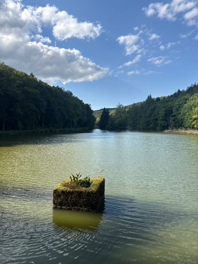 The image displays a wide view of the Binsfeld Reservoir, located in Groussbus-Wal, Luxembourg, under a bright, partly cloudy daytime sky. The water, calm with slight ripples, transitions from a greenish-brown tint in the foreground to a lighter blue-green further back. Centered in the lower foreground, a dark, rectangular object, roughly two feet in height and width, floats on the water. This object is heavily covered in green moss and features a cluster of small green plants, including distinct leaves, growing from its top surface. It casts a dark reflection onto the water below.
The reservoir is flanked on both sides by densely forested hills, composed primarily of dark green deciduous and coniferous trees that extend from the foreground to the distant horizon. The trees form a continuous, lush green border around the water, appearing to converge in the far distance where the reservoir narrows. The upper third of the frame is dominated by a clear blue sky, interspersed with several prominent white cumulus clouds. Sunlight illuminates the scene from the right, creating areas of shadow on the left-side forested hills and highlighting the water's surface. No human figures or overt signs of human activity are present.