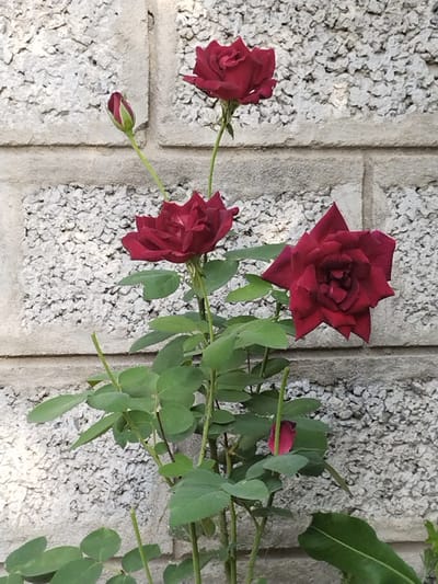 In Ikkiaul, Uzbekistan, a close-up, vertical photograph captures a deep red rose bush in bloom against a textured, light grey cinder block wall. The rose bush displays three open blooms and one bud. The largest, fully open rose is positioned in the lower right quadrant of the frame, its petals distinctly pointed. Above and to the left of this, a second, partially open rose is visible, with its petals unfurling. Higher still, in the upper section of the image, a third, fully bloomed rose is centered. A single, tightly closed bud, colored a vibrant pinkish-red, extends from a stem on the left side, reaching upwards. The rose bush has numerous green leaves and thorny stems. The background wall is constructed of porous cinder blocks, creating a rough, uneven surface. The lighting suggests an outdoor, daytime setting, with soft illumination casting minimal shadows.