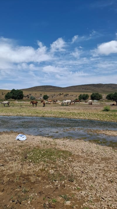 A herd of horses grazes in a dry, grassy field with a shallow, rocky river in the foreground. The sky is blue with scattered white clouds. In the distance, rolling hills covered in sparse vegetation rise under the bright sun. A white plastic bag lies on the riverbank. The location is the city of Boraldai, Kazakhstan.