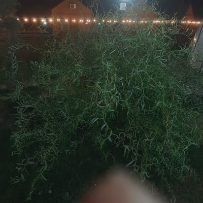 A large, dense weeping willow tree dominates the foreground of the image, its branches cascading downwards. In the background, a wooden building with a light-colored roof is visible, along with a row of illuminated string lights. The setting appears to be outdoors, likely in a yard or garden, at night. A blurred object, possibly a person's hand or arm, is present in the bottom center of the image, partially obscuring the lower portion of the tree. The scene is located in Sosnovka, Kyrgyzstan.