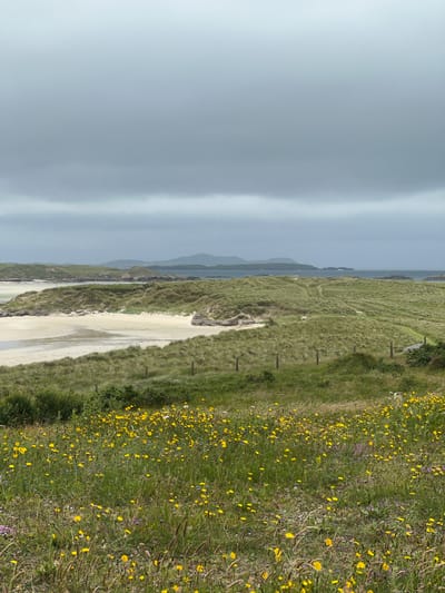 The image shows a wide, overcast landscape of coastal dunes and a beach, likely in Bunbeg, Ireland. In the foreground, a field of green grass is dotted with numerous small yellow wildflowers. A low wooden fence runs horizontally across the mid-ground. Behind the fence, the grassy dunes rise, with patches of sand visible. Further in the background, the sea is visible, and beyond that, distant hills under a grey, cloudy sky. The overall impression is of a natural, undeveloped coastal environment on a possibly cool or damp day. There are no people or animals visible in the scene.