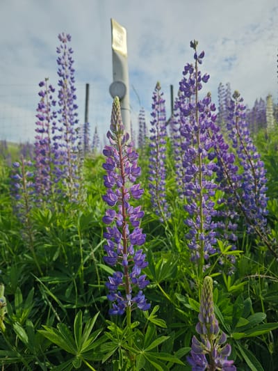 This is a vertical, close-up, outdoor shot of a field of purple lupine flowers. The flowers are in bloom and densely packed, with some in focus and others blurred in the background, creating a sense of depth. The vibrant purple of the blossoms contrasts with the lush green foliage and stems.

In the background, the sky is visible with scattered white clouds, suggesting it is daytime with possibly fair weather. The lighting indicates it is likely daytime, with the sun illuminating the scene from above.

Partially visible in the mid-left of the image is a pale, elongated object, possibly a signpost or a piece of equipment, with some faint text on its surface. There is also a dark, vertical pole extending upwards behind the flowers. The presence of a fence is suggested by blurry vertical lines in the background, indicating a boundary or enclosure.

The scene appears to be in a natural setting, likely a meadow or roadside, given the abundance of flowers and greenery. The overall mood is serene and natural, showcasing the beauty of a blooming flower field. The location context provided is Mäntsälä, Finland.