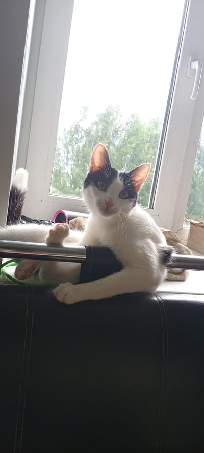 A black and white cat is resting on a windowsill in a room with a window. The cat is facing the camera and has its front paws extended. The window shows a blurred view of trees and the sky. A pink hair roller and a beige fabric are also visible on the windowsill. The windowsill is covered with a black material that appears to be leather. The image is taken from a slightly low angle, looking up at the cat. The location is not specified in the image.