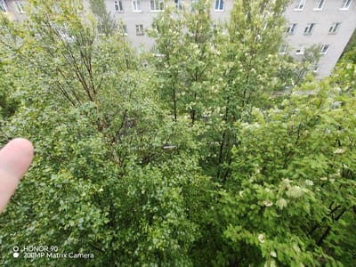 The image shows a view of trees in front of a residential building, likely in Olenegorsk, Russia, given the context of the request. The trees are full of green leaves, and some appear to have white blossoms or fruit. The building behind the trees is gray and has multiple windows, some of which are open. A person's thumb is visible in the lower left corner of the image, suggesting the photo was taken from a close vantage point. The overall scene appears to be overcast or cloudy, indicated by the soft lighting. The bottom left corner of the image contains a watermark that reads "HONOR 90 200MP Matrix Camera."