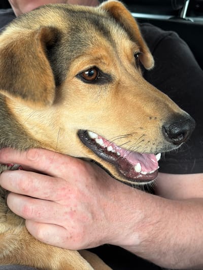 In this close-up, indoor shot, a dog's face is prominently featured. The dog, a medium-sized breed with tan and dark brown fur, is looking towards the right of the frame, with its mouth slightly open, revealing its teeth and pink tongue. A person's hands are gently holding the dog, with one hand positioned near its head and the other supporting its body. The background is dark and indistinct, suggesting an indoor setting, possibly a vehicle given the hint of a headrest visible. The image does not provide any specific details about the location within the city of Satka, Russia.