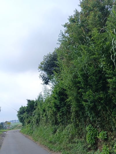 The image depicts a rural roadside scene within the city of Uato Carabar, Timor-Leste, under an overcast sky. A narrow, grey paved road curves gently to the left, occupying the lower-left portion of the frame and receding into the distance. The right side of the road is bordered by a dense, unkempt wall of lush green vegetation, including various trees, shrubs, and tall grasses, which extends upwards and out of frame. In the distance on the left, a utility pole with wires is visible, along with a partially obscured yellow and black sign. Beyond the sign, lighter green fields or distant vegetation are discernible. No individuals, vehicles, or animals are present.