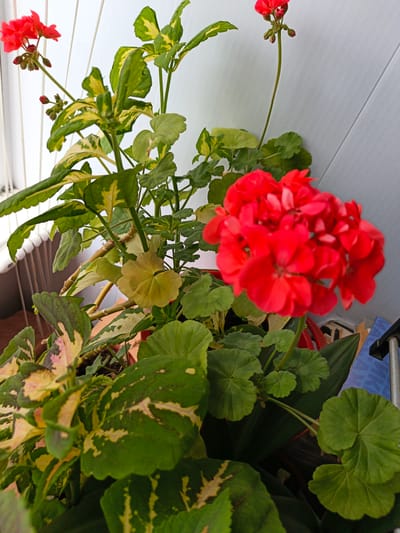 The image shows a close-up of a potted plant with bright red geranium flowers and variegated leaves. The plant is positioned in front of a white, vertically paneled wall, likely an interior setting. The focus is on the foliage and blooms, with a blurred background that includes hints of a window with blinds on the left and what appears to be part of a blue object on the right. The lighting suggests an indoor environment with natural light. There is no indication of the city of Irbit, Russia, or any other specific location. The image captures a still-life arrangement of plants.