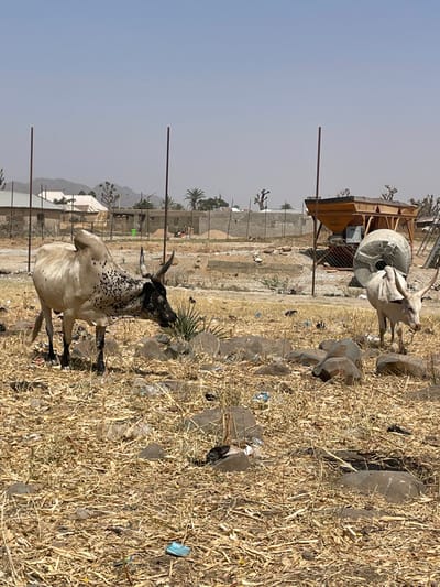 The image captures an arid outdoor environment within the city of Mara, Nigeria, under a clear sky. The ground in the foreground and midground is covered extensively with dry, light-colored vegetation, interspersed with numerous rocks and considerable litter, including plastic bottles and wrappers.

Two bovines are the primary subjects. On the left, a large, light-colored bovine with a distinct dorsal hump features prominent black spots across its head, neck, and lower legs, and possesses curved dark horns. It is depicted with its head lowered, appearing to graze on a small green plant. To its right, a smaller, predominantly white bovine with long, curved horns stands with its head also lowered towards the ground.

In the midground, two slender, dark metal poles rise vertically. The background reveals signs of human settlement and construction. Multiple buildings with light-colored roofs are visible, some appearing complete while others feature exposed concrete block walls and piles of sand, indicating ongoing development. To the far right in the background, a large, yellow, elevated industrial-style structure, resembling a hopper or feeder, stands next to a large, gray concrete cylinder lying on its side. Sparse trees and distant, hazy hills are visible on the horizon.