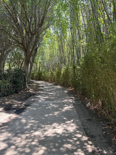 The image depicts a road in Tehuixtla, Mexico, flanked by dense bamboo on one side and a large, bare tree on the other. The road surface is cracked in places and is heavily shaded by the surrounding foliage. A thin white line runs along the center of the road. The lighting suggests it is daytime. No people are visible in the image.