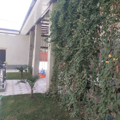 The image depicts a backyard scene, likely in Birlik, Uzbekistan. The focus is on a building with a white, sloped roof supported by concrete pillars. A thick vine with lush green leaves and some yellow flowers cascades down the side of the building, almost completely obscuring the wall behind it. The foreground features a neatly manicured lawn with a small palm tree. To the left, a tiled patio area is visible, with a dark-colored door on the building. Further left, there's a glimpse of a metal railing. In the background, between the concrete pillars, a bright orange and blue swing set is visible, hanging from chains. The lighting suggests it's daytime, and the overall impression is of a well-maintained outdoor space. There is no visible text in the image.