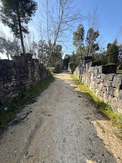 The image captures an unpaved pedestrian path in Mealhada, Portugal, flanked by two dry-stacked stone walls under a clear blue sky. The path consists of light-colored dirt and gravel, exhibiting minor erosion and scattered organic debris, including small twigs and leaves. The parallel stone walls are constructed from dark, irregularly shaped blocks, with green grass and weeds growing along their bases. The surrounding environment is characterized by a dense treeline; trees in the foreground and midground are deciduous and bare of leaves, while those in the background retain green foliage. Strong natural sunlight illuminates the scene, casting distinct shadows towards the right side of the path and along the right wall. No individuals, animals, or active subjects are present in the depicted scene.