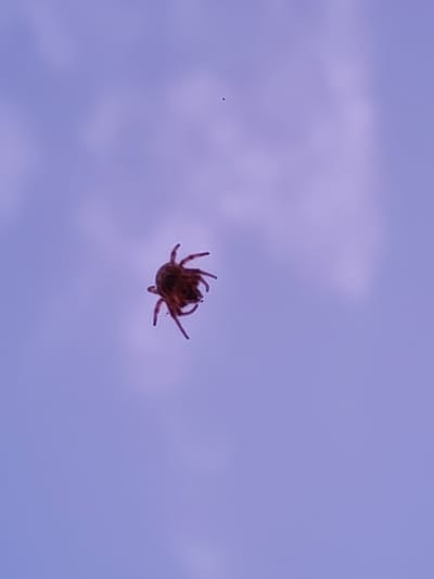 A single, brown tick is in focus in the lower left third of the frame, against a blue and cloudy sky background. The tick is viewed from its underside, showing its legs. There are no people, specific objects, or actions evident other than the presence of the tick. The image appears to have been taken outdoors. The image location in the city of Ermolino, Russia is not discernible.