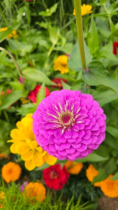 A vertical, close-up, eye-level shot of a vibrant pink zinnia flower dominates the foreground, its petals layered and textured, with a hint of green and red at its center. To its left, a bright yellow zinnia is partially visible, its petals also full and layered. In the background, a lush garden setting is suggested by blurred green foliage and other out-of-focus flowers in shades of red, orange, and yellow. The lighting is natural and soft, highlighting the colors of the flowers. The image appears to have been taken outdoors, possibly in a garden or park in Cheonan-si, South Korea, given the floral subject matter and natural lighting. No people are visible in the image. The focus is entirely on the flowers and their immediate surroundings.