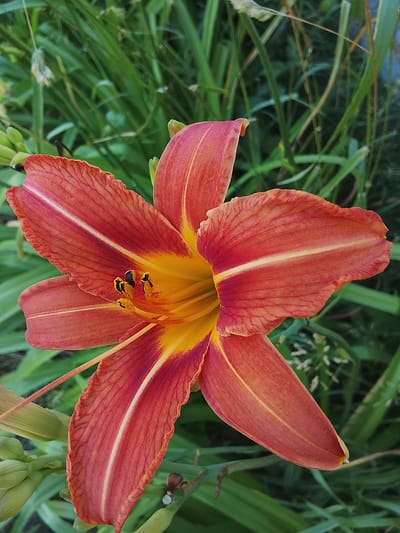 This is a close-up, vertical, eye-level photograph of a single, vibrant orange lily in bloom. The lily is centered in the frame, with its petals unfurling outwards. The petals are a rich orange-red hue with darker red veining and a prominent, pale yellow stripe running down the center of each. The stamen in the center of the flower are dark and tipped with yellow pollen. The background is a soft, blurred expanse of lush green foliage, with hints of lighter green grass and darker shadows suggesting it is outdoors in natural light, likely a garden setting. There are also some unopened lily buds visible in the lower left quadrant of the image. The overall impression is one of natural beauty and detail, highlighting the delicate textures and colors of the flower. This scene is likely located in or around Патоцкі сельскі Савет, Belarus, given the context of the prompt.