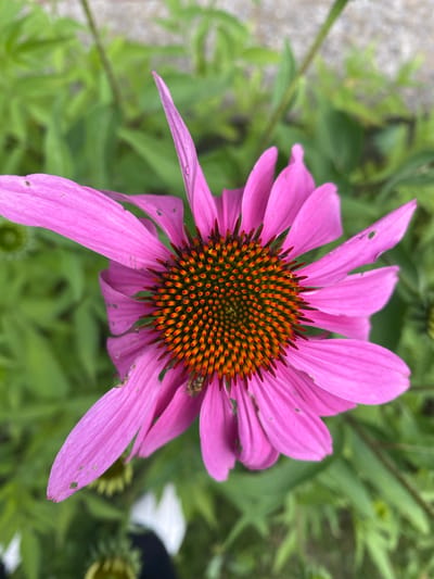 The image is a close-up, overhead shot of a pink coneflower (Echinacea) in bloom, with its central cone featuring prominent orange and brown florets. The petals are a vibrant pink, some showing slight imperfections or blemishes. The background is a soft focus of green foliage, suggesting an outdoor setting. The coneflower is the clear subject, dominating the frame. There are hints of other plant life and what appear to be out-of-focus human feet wearing white shoes in the lower portion of the image. The scene suggests a natural environment, possibly a garden or park in Sainte-Anne-de-Bellevue, Canada, given the context provided, however, no specific landmarks or urban elements are visible within the frame itself. The overall impression is one of a single, detailed specimen of a flower against a blurred natural backdrop.