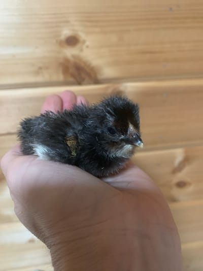 In this close-up, overhead shot, a person's hand cradles a small, fluffy chick against a backdrop of light brown wooden planks. The chick, predominantly black with hints of white and brown down, tilts its head upwards, revealing a small, dark eye and a pale beak. Its downy feathers appear disheveled, giving it a somewhat wild and fluffy appearance. A small patch of darker brown feathering is visible on its back, near where it is held. The person's hand, with visible skin texture and creases, gently supports the chick. The wooden planks, oriented vertically, show natural wood grain and knot details, suggesting an indoor setting, possibly a barn or coop. The lighting appears natural, with soft shadows indicating it might be daytime. No text is visible in the image. The scene conveys a sense of gentle care and focus on the small creature.
