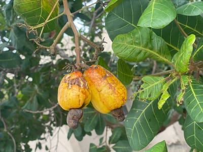 In Aiyegunle, Nigeria, an image captures a close-up view of two ripe cashew fruits hanging from a tree branch. The fruits are a vibrant yellow with some reddish-brown speckling and textured skin. Beneath each fruit, a dark brown cashew nut is visible. The surrounding environment is filled with the lush green foliage of the cashew tree, with some leaves showing signs of wear, such as small holes and brown edges. The background is softly blurred, suggesting an outdoor setting with natural light.