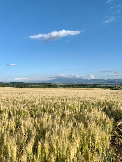 This media file captures a wide, sun-drenched field of ripe wheat, its golden stalks swaying gently in the breeze. The foreground is dominated by the textured expanse of the wheat field, with individual grains visible and appearing ready for harvest. In the middle ground, a line of trees and rolling hills forms a natural border, beyond which a distant city or town can be faintly perceived. Further in the distance, majestic mountains rise against the horizon, their peaks partially obscured by a hazy atmosphere. The sky above is a vibrant blue, dotted with a few scattered white clouds, one particularly elongated cloud streaking across the upper portion of the frame. A solitary utility pole stands to the right of the frame, adding a man-made element to the otherwise natural landscape. The lighting suggests it is late afternoon, with the sun casting a warm glow over the scene, highlighting the golden hues of the wheat and the distant landscape. The overall mood is peaceful and serene, evoking a sense of rural tranquility and the beauty of the harvest season. There is no visible text in the media file. The location context is Bogyovtsi, Bulgaria.