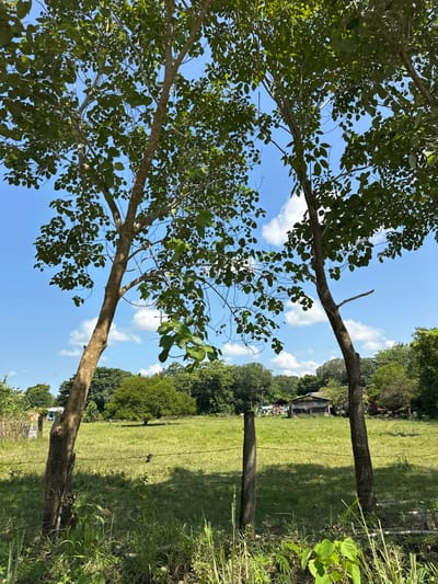 This image depicts a rural landscape under a clear, bright blue sky with scattered white clouds, located in Las Margaritas, Mexico. The scene is framed by two prominent trees with light brown trunks and dense green foliage, one on the left and one on the right, extending from the bottom of the frame upwards.

In the immediate foreground, tall green grass and weeds are visible. A barbed wire fence stretches horizontally across the lower-mid portion of the image, supported by two visible weathered wooden posts. One strand of barbed wire is clearly discernible. Two small, dark birds are perched on the fence wire in the midground, to the left of the central view.

Beyond the fence lies a broad, sunlit green grassy field. A medium-sized, dark green tree with a rounded canopy stands isolated in the middle of this field, slightly to the left.

In the background, a dense line of various green trees forms the horizon. To the left, a light-colored building with a reddish roof is visible. To the right, further back, a rustic wooden structure, possibly a barn or shed, with a darker roof, stands. A small group of approximately three to five individuals is gathered near this rustic structure, appearing to be standing or moving within the area. Another less defined structure or accumulation of objects is visible to the far right.