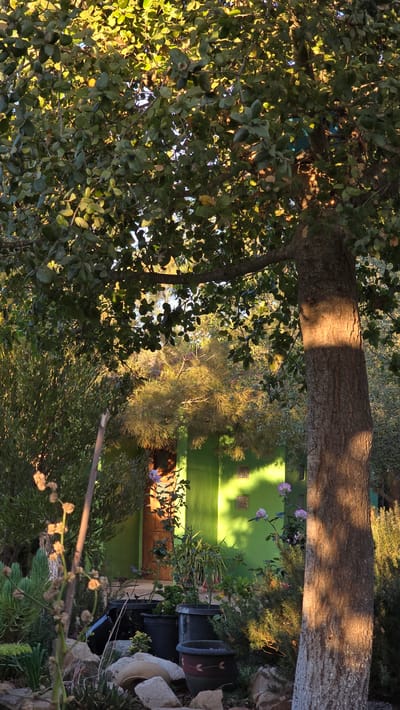 The image depicts a sun-drenched scene in the city of Tierra Santa, Mexico, featuring a lush garden and a vibrant green building. A large tree with dense foliage dominates the foreground, its trunk casting a warm shadow on the ground. In the background, a bright green building with a wooden door and several small windows is visible. Several potted plants are arranged in front of the building, some adorned with delicate purple flowers. The garden area is decorated with various rocks and plants, suggesting a serene and well-maintained outdoor space. The lighting indicates it is either early morning or late afternoon, with the sun casting long shadows.