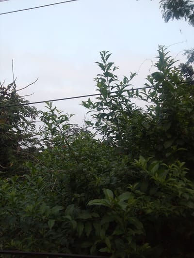 A low-angle, medium shot captures a dense, dark green foliage of trees and bushes in the foreground, reaching up towards a pale, overcast sky. Two thin, dark wires stretch horizontally across the sky, one higher than the other. The leaves are varied in shape and size, with some larger and brighter green leaves in the mid-ground and foreground, while the background is a more uniform, darker green. The scene is located in Megamendung, Indonesia, suggesting an outdoor, natural environment. The lighting is diffused, indicating an overcast day or early morning/late evening. There are no people or animals visible in the frame.