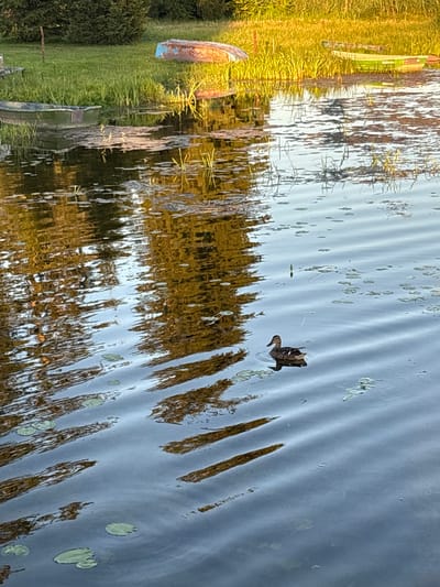 A mallard duck swims in a body of water, its reflection rippling on the surface. In the background, a grassy shoreline is lined with reeds and several boats, some overturned. The scene is illuminated by warm, golden light, suggesting either sunrise or sunset. The location is identified as Chikino, Russia.
