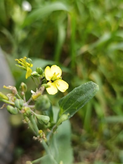 In this close-up photograph, a cluster of small, bright yellow flowers with green buds and stems is the central subject. The flowers are in various stages of bloom, with one fully open flower exhibiting four petals and a dark center. The background is a blur of green foliage, suggesting an outdoor, natural setting. The focus is sharp on the flowers, highlighting their delicate structure and vibrant color against the soft green backdrop. The image does not depict any people or specific urban or man-made elements.
