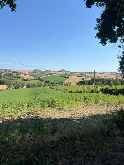 The image shows a picturesque landscape in Barbara, Italy, under a clear blue sky. In the foreground, a field of young green plants stretches across the frame, casting long shadows from the bright sunlight. Beyond this field, rolling hills are covered with a patchwork of agricultural fields in various stages of growth and harvest, with shades of green and golden-brown. A few scattered trees and a small cluster of buildings dot the landscape in the middle ground. In the far distance, a town or village is visible perched on a hilltop, with a church spire or tower rising above the other structures. The scene is framed by the dark green leaves of trees on the right and upper left edges of the image. Utility poles and wires are subtly present, indicating some level of infrastructure in the rural setting. The overall impression is one of peaceful rural Italian countryside bathed in warm sunlight.