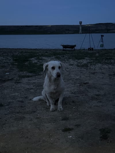 The photograph shows a white dog sitting on sandy ground, likely near a shoreline, with water and a landscape visible in the background. The scene appears to be at dusk or night, given the darkness. The image may have been taken near Trastikovo, Bulgaria, as the water and land indicate a possible lake or reservoir environment, in the style of a forensic photograph. Visible in the background are metal structures, possibly related to fishing equipment, a concrete or metal tower and a shoreline landscape, indicating a rural or suburban environment.