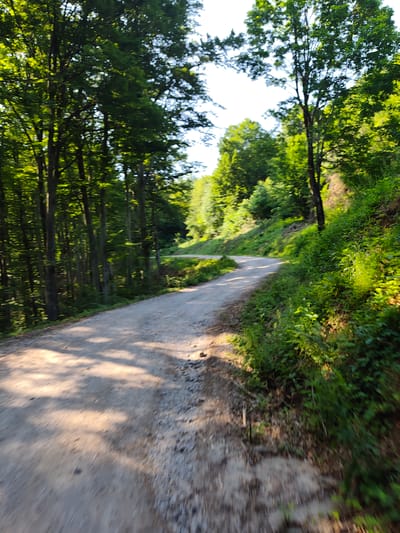 The image depicts a sun-dappled, unpaved road winding through a lush, deciduous forest. Tall, slender trees with dense green foliage line the left side of the road, their trunks casting shadows onto the gravel surface. The road curves to the right, disappearing into the distance. The right side of the road is a steep, verdant embankment covered in thick green undergrowth and smaller trees. The sky is visible in the upper portion of the image, appearing bright and possibly overcast or hazy. The lighting suggests it is daytime, with the sun filtering through the leaves, creating patches of light and shadow on the road. The scene appears to be a natural, outdoor environment, likely a rural area or a park. The location is specified as Borima, Bulgaria.