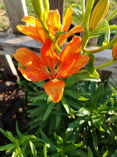 The image shows a close-up of orange lilies in bloom, with some buds also visible. The flowers are vibrant and have a delicate texture, with dark spots on the petals. They are surrounded by lush green foliage. In the background, a rustic wooden fence is visible, and the scene appears to be outdoors, likely in a garden setting within Жернов ауылдық округі, Kazakhstan. The lighting suggests it is daytime, possibly late afternoon, as the sunlight casts shadows and highlights on the flowers and leaves. There are no people or animals present in the image.