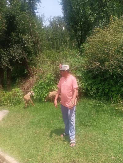 In the city of Khakhnal, India, a man stands in a grassy area, facing left. He is wearing a pink t-shirt, blue pants, and a white hat with a red emblem. A lamb is visible to his left, and another sheep is behind it. The man appears to be observing the sheep. The background is filled with lush green foliage and trees. The ground is covered in a carpet of green grass. The sun is shining, casting shadows on the ground.