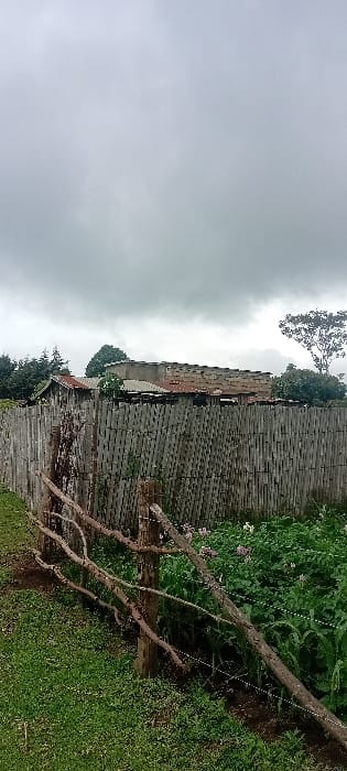 The image depicts an outdoor, rural or semi-rural scene in Rwanyambo, Kenya, under a uniformly overcast grey sky. In the immediate foreground, a rustic, multi-tiered fence constructed from rough-hewn wooden branches and thin wire runs diagonally from the lower left to the mid-right. To the right of this fence, a cultivated field shows rows of green plants, some displaying small white or light pink blossoms, consistent with potato cultivation, alongside taller green stalks. Behind the cultivated field, a solid, vertical-plank or bamboo-pole fence forms a tall barrier. Beyond this barrier, several structures are visible: a smaller, weathered wooden building with a corrugated metal roof is partially obscured by dark green coniferous trees on the left. To its right, a larger, unpainted concrete block building with a flat or low-pitched roof is prominent. A tall deciduous tree stands on the far right horizon. No individuals, animals, or actions are present within the frame.