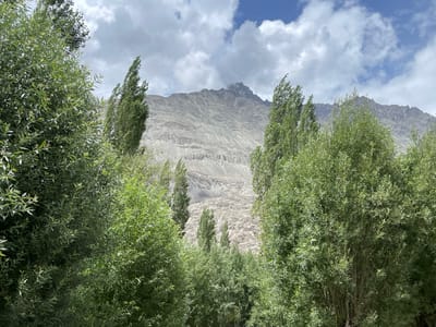 The image depicts a verdant landscape with lush green trees in the foreground, framing a majestic, rocky mountain in the background. The mountain is characterized by its rugged, layered texture, with streaks of light and shadow suggesting a dry, arid environment. The peak of the mountain appears to be snow-capped, indicating a significant altitude. The sky above is a vibrant blue, dotted with fluffy white clouds, suggesting fair weather. The trees in the foreground are dense and leafy, with slender branches that sway slightly, hinting at a gentle breeze. The overall impression is one of natural beauty and tranquility, likely in a remote or mountainous region. Without additional information, it is not possible to determine if this scene is located in Panamik, India.
