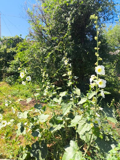 In a natural outdoor setting, likely a garden or overgrown area, several tall stalks of white hollyhock flowers are in bloom against a backdrop of lush green foliage and trees. The flowers, with delicate white petals and yellow centers, rise vertically, some showcasing multiple blooms. The ground below is covered with grass and dry leaves. The sky above is a clear, bright blue, with a visible power line and pole to the left. The scene suggests a warm, sunny day in a rural or semi-rural environment.