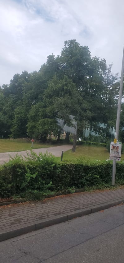 The image depicts an outdoor scene in Sasbach, Germany, likely during the daytime on a cloudy or overcast day. The perspective is a low-angle shot, looking upwards and to the right, with the image rotated.
The foreground features a paved walkway or sidewalk bordering a street. The walkway is made of light-colored rectangular pavers, with some dry leaves scattered on the edges. Adjacent to the walkway is a dense, green hedge, and beyond that, a grassy area. Further into the scene, large, mature trees with lush green foliage dominate the view. One tree in particular is very prominent, with its branches spreading widely. In the background, a building with visible windows can be seen through the trees.
A lamppost stands to the right of the walkway, and a poster is attached to it. The poster advertises an event called "KARNEVAL DER TIERE" (Carnival of Animals), with dates "18. + 19. JULI" (July 18th and 19th) and text mentioning "MUSIK UND BALLETT" (Music and Ballet). There are also smaller yellow signs attached to the lamppost.
The overall atmosphere is serene and natural, with the focus on the greenery and the outdoor environment. There are no people clearly visible in the image.