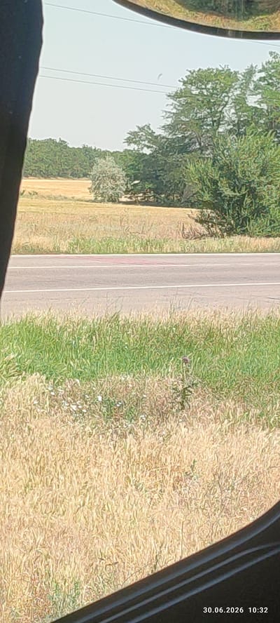 This media file captures a view of a rural landscape in Safiany, Ukraine. The scene is dominated by a road that cuts horizontally across the frame, bordered by fields of dry, golden grass on either side. The foreground features lush green grass mixed with patches of dry vegetation and a few small white flowers. A solitary purple thistle stands tall amidst the grass.

Beyond the road, a field of golden crops, likely wheat or barley, stretches out. Further in the background, a cluster of trees with dense green foliage creates a natural backdrop. A single, lighter-colored tree, possibly a poplar or willow, stands out amidst the darker greenery. The sky is a pale, hazy blue, suggesting a warm, sunny day.

The perspective suggests the photo was taken from inside a vehicle, possibly through a window or side mirror, as indicated by the dark, curved frames visible at the bottom and left edges of the image. The timestamp at the bottom right corner reads "30.06.2026 10:32," indicating the image was captured on June 30, 2026, at 10:32 AM. There are no people visible in the frame, and the overall mood is tranquil and serene, characteristic of a rural summer day. The landscape appears dry and sun-drenched.