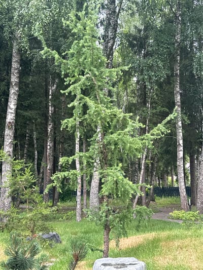 This image depicts a dense forest scene in Uyut, Russia. The primary subjects are numerous trees, with a noticeable variety in species. Prominent are tall trees with white, textured bark, characteristic of birch trees, interspersed with trees featuring feathery, light green foliage, likely larches. The trees are closely packed, creating a sense of depth and a somewhat enclosed atmosphere.

In the foreground and mid-ground, younger larches with their characteristic soft, needle-like leaves are visible, some extending outwards into the frame. The ground is covered with lush green grass, suggesting a well-maintained area, possibly a park or the edge of a garden. A pathway or cleared area, appearing to be dirt or gravel, can be seen winding through the trees in the background. A dark, possibly wooden fence or barrier is partially visible along this path.

On the right side of the image, a large, light-colored stone or monument is partially visible, hinting at a memorial or decorative element in the landscape. A few rocks are also present amidst the grass and lower vegetation.

The lighting suggests it is daytime, likely overcast or with diffused sunlight, as there are no harsh shadows. The overall mood is serene and natural, characteristic of a forest setting. There is no visible text in the image. The scene appears to be static, with no discernable activity taking place.