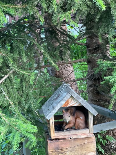In the city of Angarskie Khutora, Russia, a squirrel sits inside a wooden bird feeder, partially obscured by the branches of a spruce tree. The feeder is a small, A-frame structure made of weathered wood with a metal chain attached for hanging. Inside, the squirrel, with its reddish-brown fur, is holding a piece of food in its paws. The background consists of dense green foliage and the rough bark of trees. The lighting suggests it is daytime, with natural light filtering through the leaves.