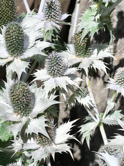 The photograph showcases a cluster of thorny, silver-leafed plants with green, spiky seed heads, likely a variety of Eryngium. The plants are in sharp focus, with their intricate details and sharp, pointed leaves clearly visible. The background is a blur of muted greens and grays, with what appears to be a rough stone surface and some darker shadows. The lighting suggests a sunny outdoor environment. The image is a close-up, intimate view of these striking botanical specimens, highlighting their unique textures and forms. The location within Mosėdis, Lithuania, is not discernible from the image itself.