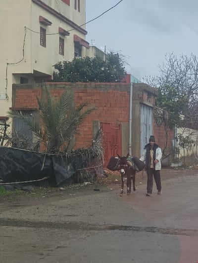 The scene depicts a street in the city of Moqrisset, Morocco, under an overcast sky. A single male figure, dressed in a dark beanie, a light-colored jacket, and dark pants, walks from left to right on a damp, unpaved road. He leads a dark brown donkey, which is laden with dark bundles secured to each side of its back. The donkey's lower legs show wraps or markings.

In the background, to the left, is a multi-story building with a cream-colored facade and red-trimmed windows, positioned above a brick wall. Green foliage and trees are visible above and behind the brick wall, with some vegetation extending onto the building's rooftop. A prominent palm tree stands in the mid-ground to the left of the walking pair. To the far left, a makeshift barrier constructed from black tarpaulin and dry brush is visible. To the right of the palm tree and behind the brick wall, a structure with a grey corrugated metal gate is partially visible. Bare tree branches are present on the far right. Overhead, power lines traverse the frame against the light grey sky. The ground exhibits wet patches and debris.