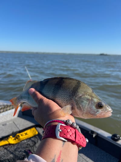 A person is holding a freshly caught fish, likely a European perch, by its tail fin. The fish is positioned horizontally in the frame and appears to be alive, with its mouth slightly ajar. The person's hand, adorned with a red woven bracelet and silver charms, is supporting the fish. In the background, a body of water stretches to the horizon under a clear blue sky. The scene appears to be on a boat, as suggested by the railing and part of a boat seat visible in the lower portion of the image. The overall setting suggests an outdoor recreational activity, possibly fishing, in an open water environment near Novopichugovo, Russia.