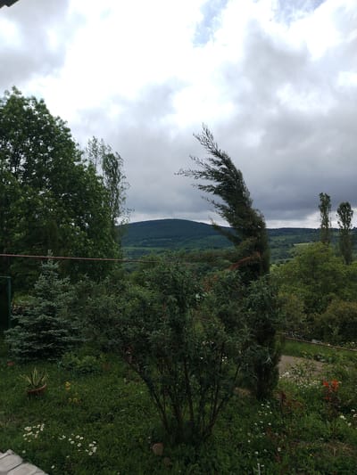 The image depicts a lush green landscape under a cloudy sky, likely in Chekuraantgori, Georgia. In the foreground, a variety of trees and plants dominate the scene. A prominent evergreen tree, bent by the wind, stands to the right of center. To its left, a smaller fir tree is visible. The ground is covered with grass and small white flowers. In the middle ground, rolling hills covered in dense vegetation extend into the distance. Two tall slender trees stand in the background, with a distant mountain range further back. Two telecommunication towers are visible atop the mountain. The overall impression is of a natural, somewhat wild, outdoor environment, possibly a garden or park area, with evidence of wind activity.