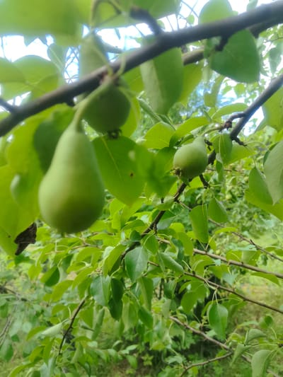 The image shows a close-up view of a pear tree branch with several unripe pears hanging from it. The pears are small, green, and have a typical pear shape. The leaves are green and appear healthy. The background is blurred, but suggests a natural environment with more trees and foliage. The lighting suggests it is daytime, possibly overcast or in the shade. The location is identified as Kashino, Russia. There are no people or animals visible in the image.