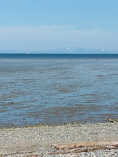 The image depicts a serene coastal scene, likely in the vicinity of Magadan, Russia, given the context. The foreground is a pebble beach, with a weathered piece of driftwood lying horizontally across it. The water in the mid-ground appears calm, with a shallow, possibly muddy bottom visible through the clear water in some areas. Several small dark shapes, possibly birds, are scattered on the water's surface and near the shore. In the distance, a thin, dark line represents the horizon, separating the water from the sky. Beyond the horizon, faint, hazy mountains with patches of snow are visible under a pale blue sky with a wispy cloud band. A small white boat is also visible in the distance on the water, adding a touch of human presence to the otherwise natural landscape. The overall impression is one of tranquility and natural beauty.