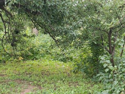 The image depicts a natural outdoor environment with dense foliage and vegetation. The foreground shows a patch of ground covered in short green grass and some bare soil. In the midground and background, there are numerous trees and bushes with lush green leaves, creating a somewhat overgrown and wild appearance. Some branches extend from the left side of the image, casting shadows. The lighting suggests an overcast or shaded day. There are no visible people, animals, or man-made structures. The scene is consistent with a wooded area, park, or natural reserve. Based on the provided information, this scene is located in Kyzyl Suu, Kyrgyzstan.